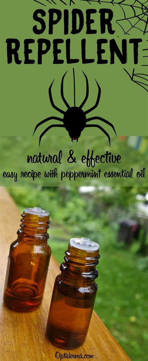 You Dont Like Spiders Try This Natural Spider Repellent With