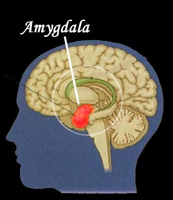 Taking back over after an Amygdala Hijacking | Life Skills Resource Group 
