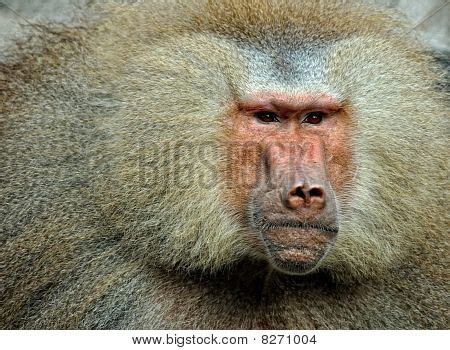 Baboon Face Image & Photo (Free Trial) | Bigstock