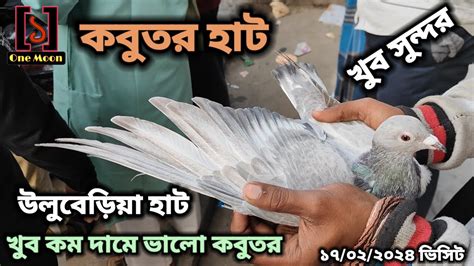 Uluberia Pigeon Market Current Exotic Pigeon S Price Update At