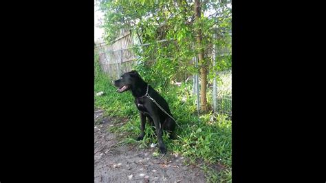 Gay Pitbulls Youtube