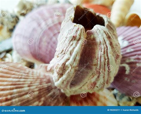 Beautiful Selection Of Unusual Seaside Shells Stock Image Image Of