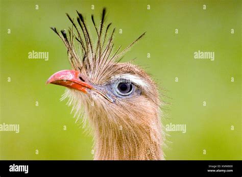 Red Legged Seriema Cariama Cristata Brazil America Hi Res Stock