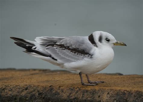 Drieteenmeeuw De Vogelspotters