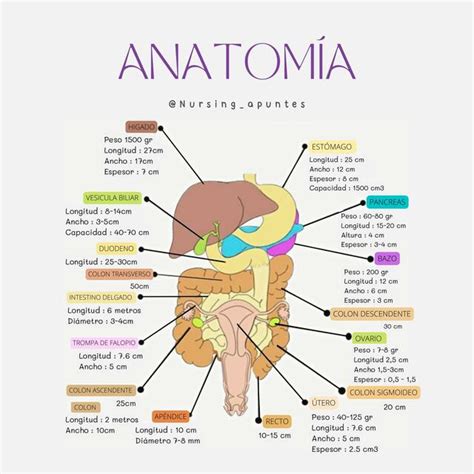 Anatomía nursing apuntes uDocz