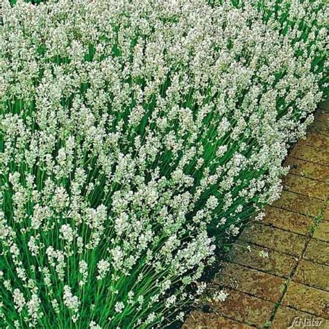 BALDUR Garten Winterharte Stauden Lavendel Sortiment 9 Pflanzen Blau