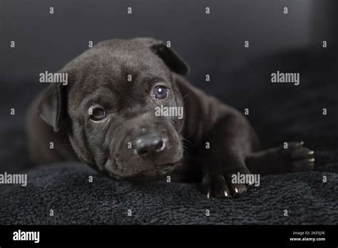 Thai Ridgeback Puppy Stock Photo - Alamy