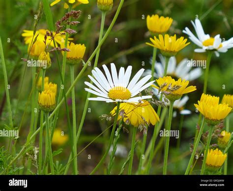 Early Meadow Flower Hi Res Stock Photography And Images Alamy