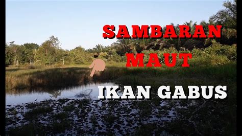 KAGET SAMBARAN MAUT SADIS IKAN GABUS IKAN HARUAN DI SPOT KOLAM DANAU