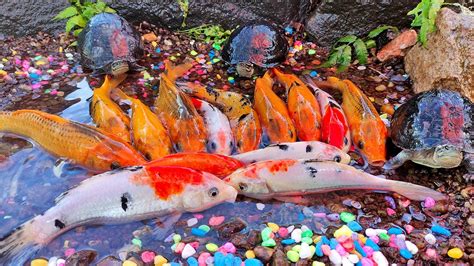 Mancing Ikan Lele Besar Di Kolam Ikan Bebek Ikan Hias Ikan Koi