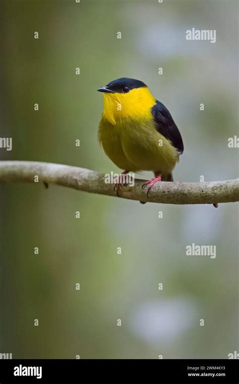 Golden Crowned Mannikin Hi Res Stock Photography And Images Alamy