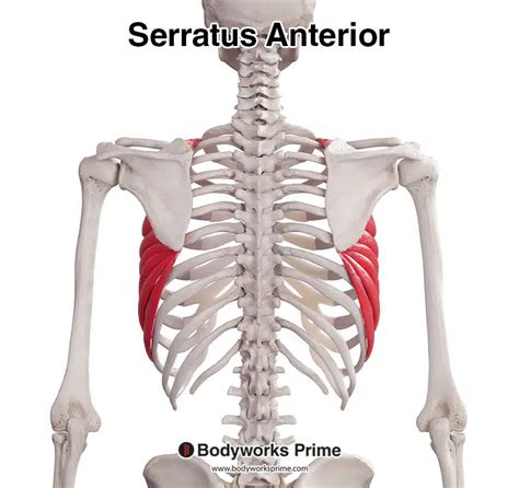 Serratus Anterior