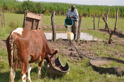 Livestock farmers demand soft loans from FG, banks - Punch Newspapers