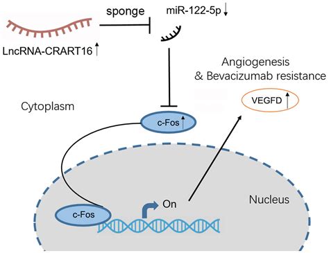 Lncrna Crart16mir 122 5pfos Axis Promotes Angiogenesis Of Gastric