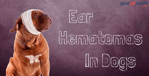 Dog Ear Hematoma Drain At Home - Homemade Ftempo