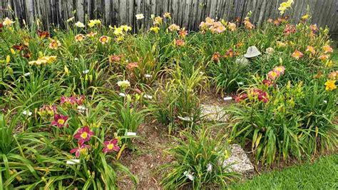 Featured Daylily Gardens