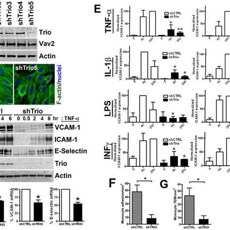 TrioN Partially Rescues TNF A Induced VCAM 1 Expression In