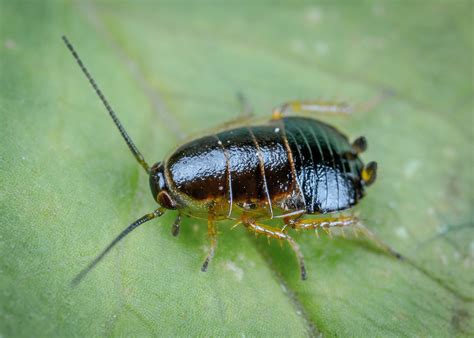 7 Signs of a German Cockroach Infestation - Newcastle Pest Exterminators