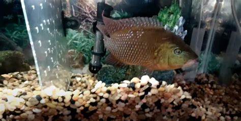 Red Terror Cichlid Care & Species Profile | Fishkeeping World