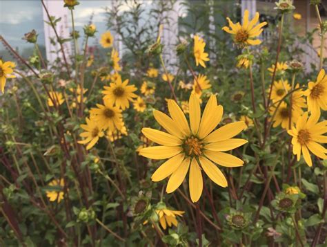 Starry Rosinflower Hardy Florida Native Wildflower — Florida Native