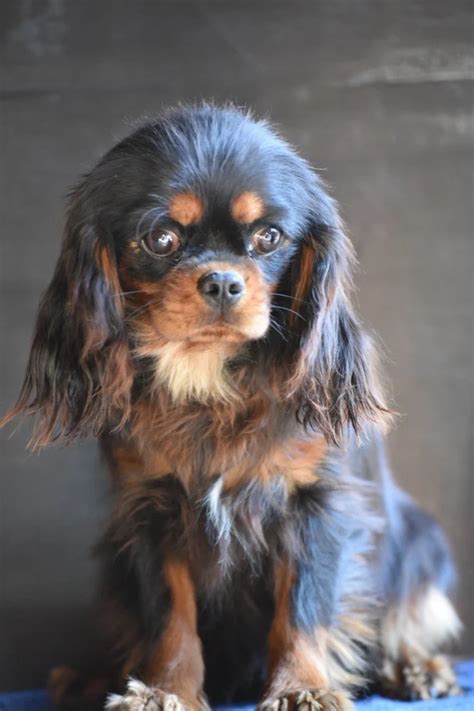 Cavalier King Charles Spaniel Elevage Du Mas Ensoleill