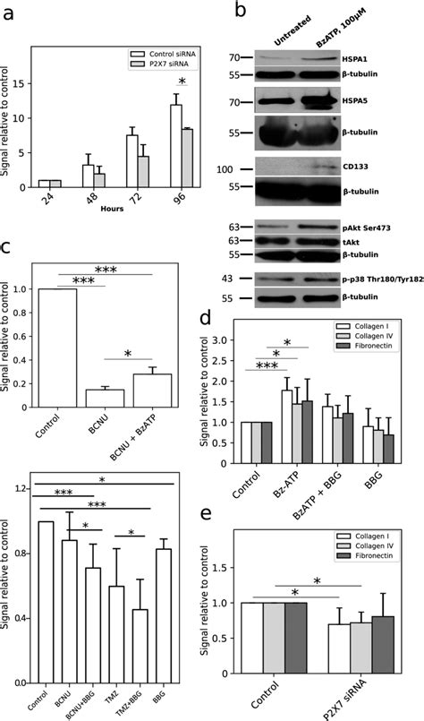 P2x7 Activation Increased C6 Cell Proliferation Viability And Cell