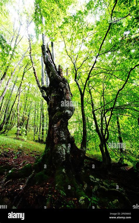 Parque nacional lagos de plitvicer fotografías e imágenes de alta