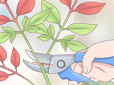 How to Prune Nandinas: 12 Steps (with Pictures) - wikiHow