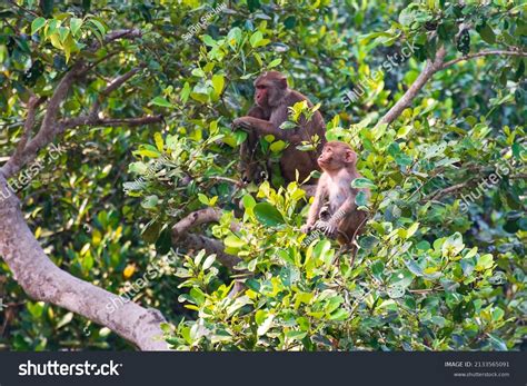 Rhesus Macaque Baby Monkey Mother Background Stock Photo 2133565091 ...