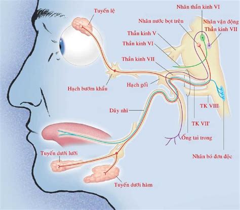 Tìm hiểu về bệnh liệt dây thần kinh số 9 và cách điều trị hiệu quả