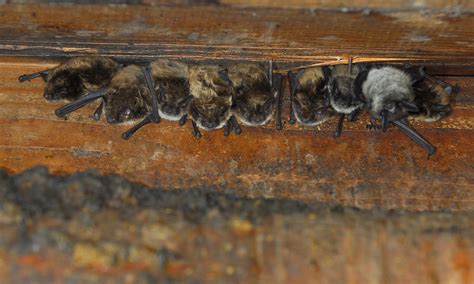 Little Brown Bat Roosting