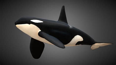 Orcas A 3d Model Collection By Community312 Community312 Sketchfab