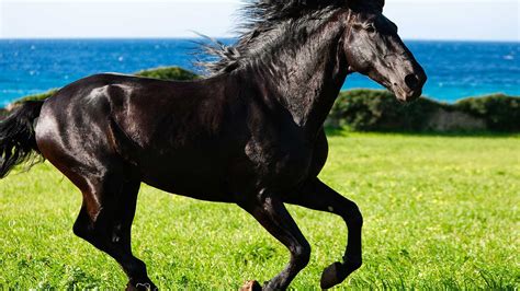 Orígenes del Caballo Menorquín Todo lo que necesitas saber