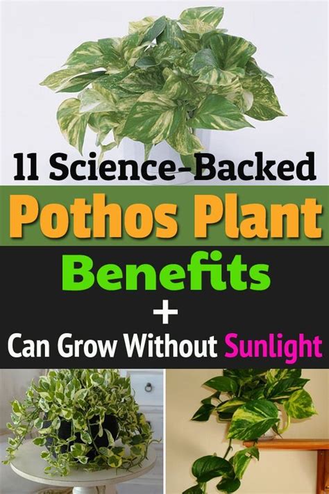 11 Amazing Science Backed Pothos Plant Benefits Artofit