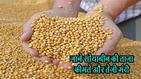 Soybean Mandi Bhav Today आज के ताजा सोयाबीन मंडियों के भाव Mandi Bhav