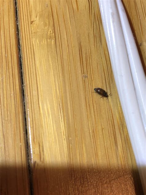Tiny beetle(?) in NYC apartment... any idea? : r/bugidentification