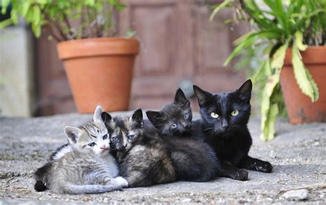 Mothers Day 15 Adorable Mama Cats And Their Kittens [pictures] Cattime