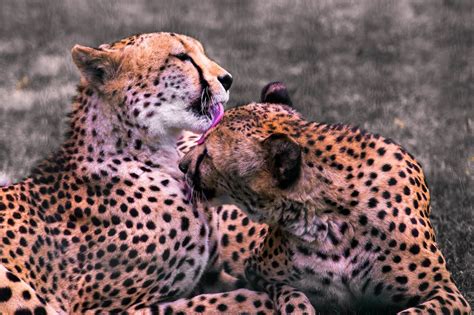 Kiss Kiss Kiss Cheetahs Cheetah