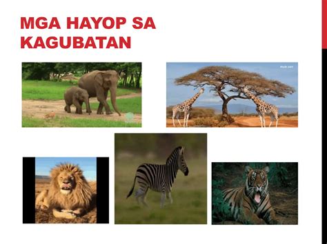 Katangian Ng Mga Hayop Sa Ating Pamayanan PPT