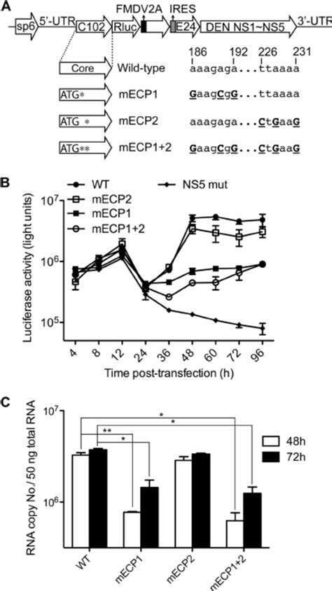 Plaque Morphologies And Growth Curves Of DENV2 6M Transcript Derived