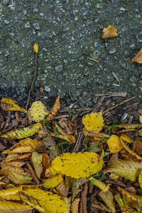 Fallen Autumn Leaves On Asphalt Road Perfetct Fall Background Stock