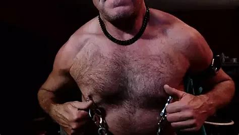 Gay Nipple Pig Muscle Daddy In Harness And Nipple Clamps XHamster