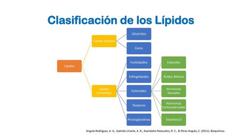 Clasificación De Los Lípidos M Udocz