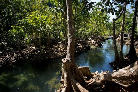 Premium Photo | Tha pom mangrove forest in krabi province in thailand