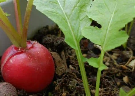 🥕30 Days Results – Mixed🥕 Colorful Radish Seeds(4g per pack)