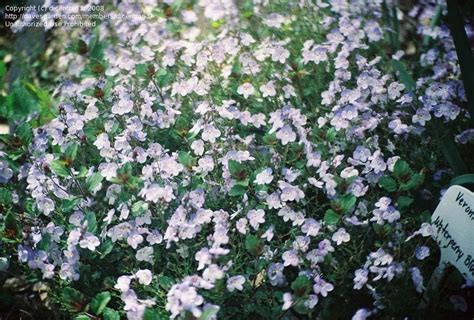 Creeping Speedwell Veronica Waterperry Blue Ground Cover Plants