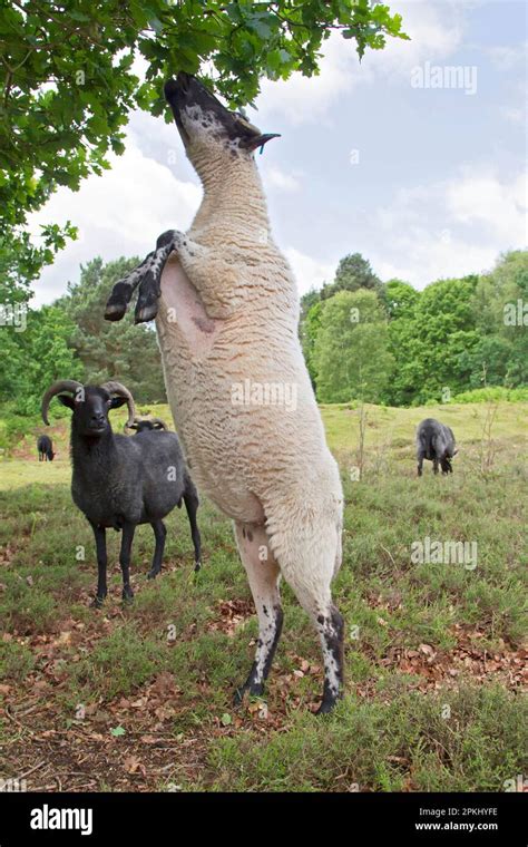 Domestic Sheep Hebridean Adult Feeding Standing On Back Legs To