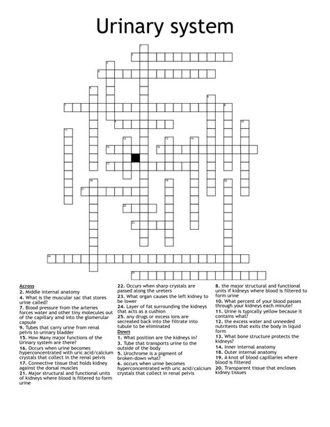 Urinary System Crossword Wordmint