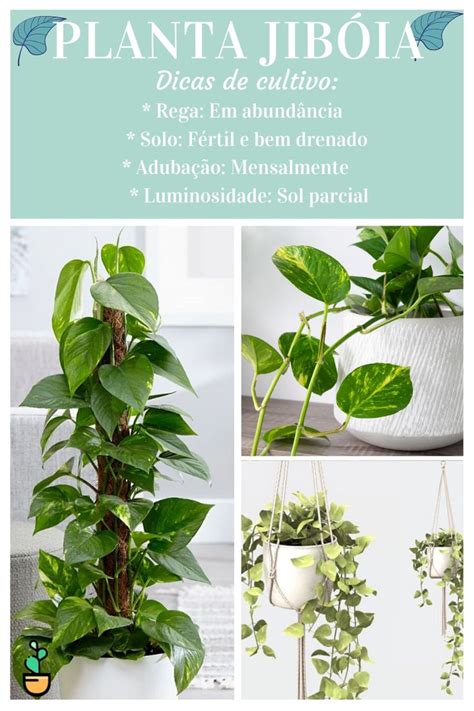 Planta Jib Ia Saiba Como Cuidar V Deo Em Jardinagem Para