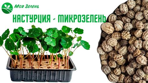 Настурция - микрозелень. Как вырастить идеальную настурцию. - YouTube